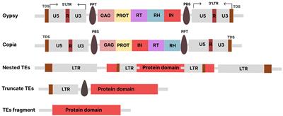 Transposable elements: multifunctional players in the plant genome